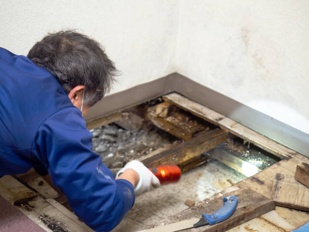 Best Toxic Mold Removal  in Elwood, IN