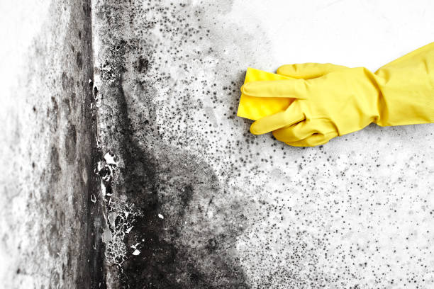 Best Emergency Mold Removal  in Elwood, IN