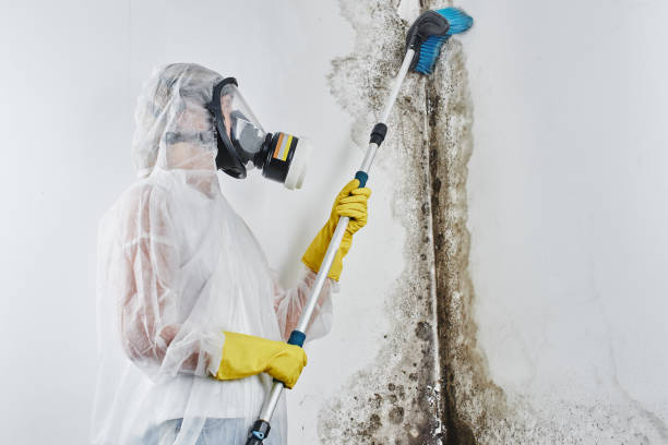 Mold Removal and Inspection in Elwood, IN