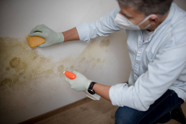 Home Mold Removal in Elwood, IN