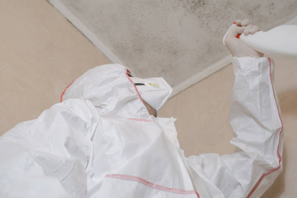 Best Certified Mold Removal  in Elwood, IN