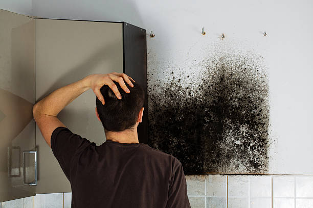 Best Mold Removal and Inspection  in Elwood, IN
