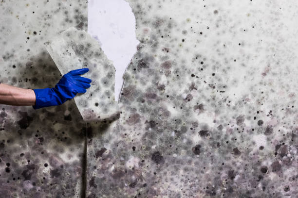 Mold Testing and Removal in Elwood, IN