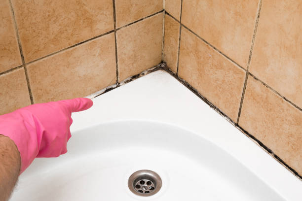 Best Local Mold Removal Service  in Elwood, IN